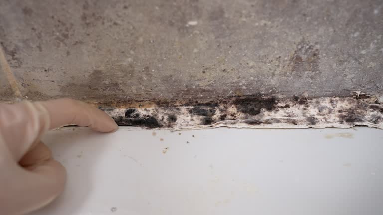 Mold Odor Removal Services in Buckner, MO
